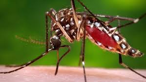 West Nile Virus